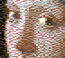 Atkinson in Koala