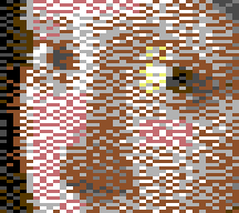 Floyd–Steinberg in Koala