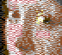 Sierra two-row in Koala